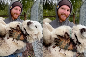 Dog playing mud video