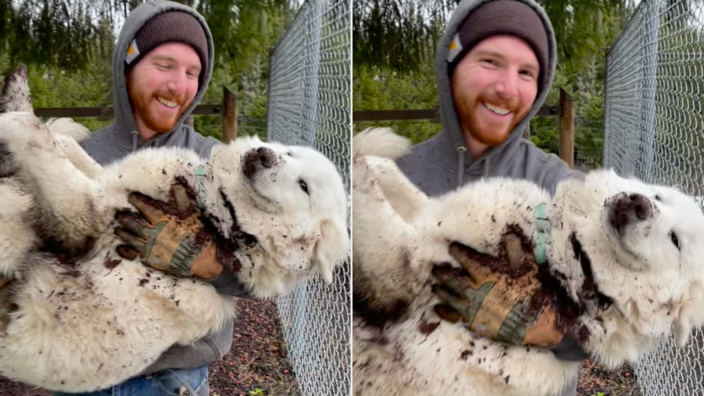 Dog playing mud video