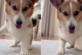 Corgi dance video