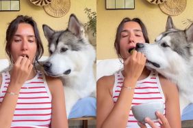 Owner shares broccoli with 'always hungry' Alaskan Malamute in cute video