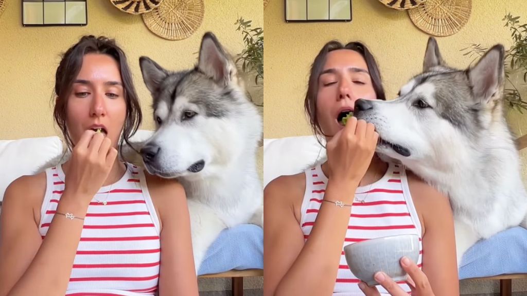 Owner shares broccoli with 'always hungry' Alaskan Malamute in cute video