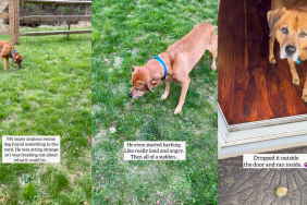Anxious rescue dog's encounter with a rock