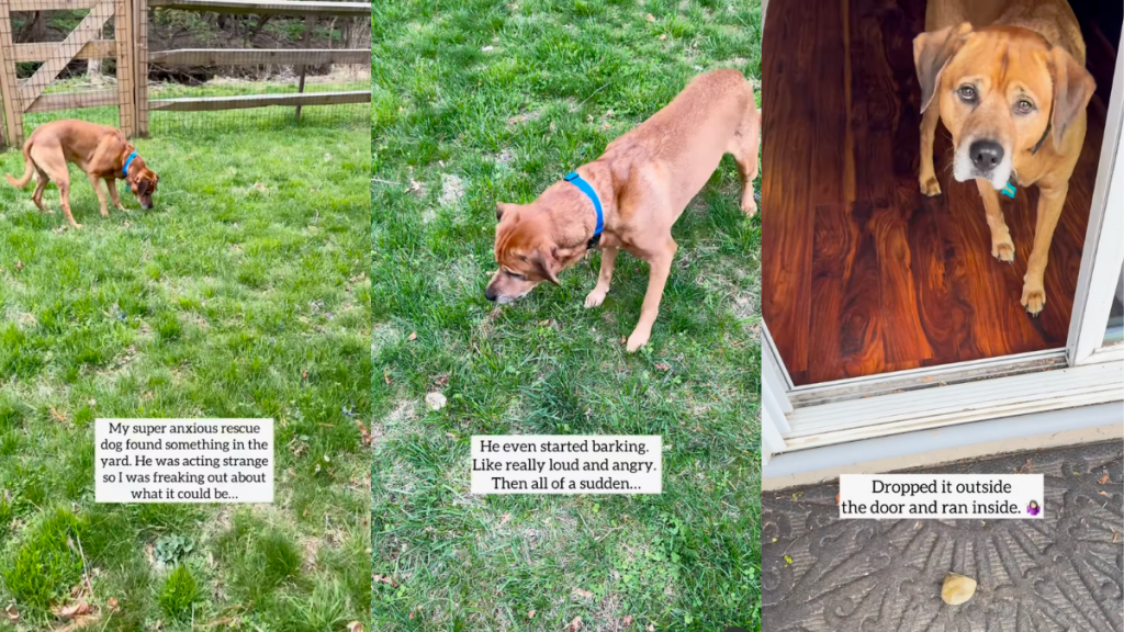 Anxious rescue dog's encounter with a rock