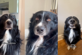 Expressive Border Collie
