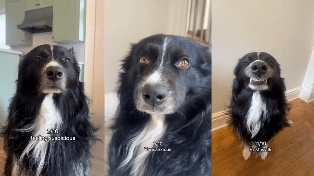 Expressive Border Collie