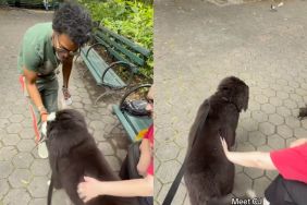 Owner reveals Bernese Mountain Dog befriending both birds and humans in video