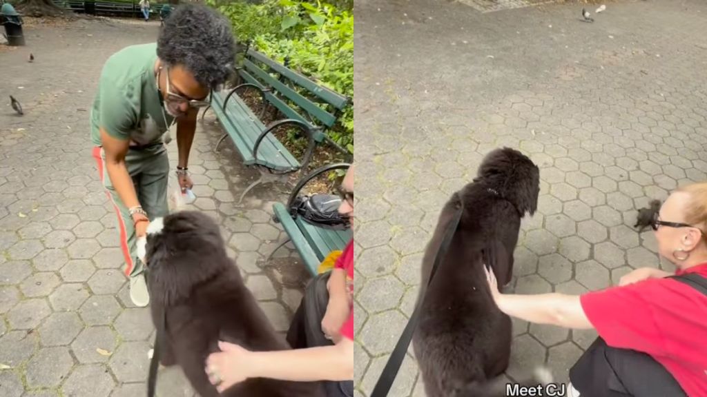 Owner reveals Bernese Mountain Dog befriending both birds and humans in video