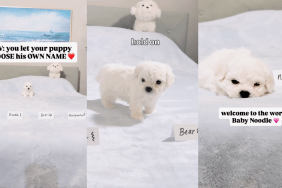 Bichon puppy chooses his own name
