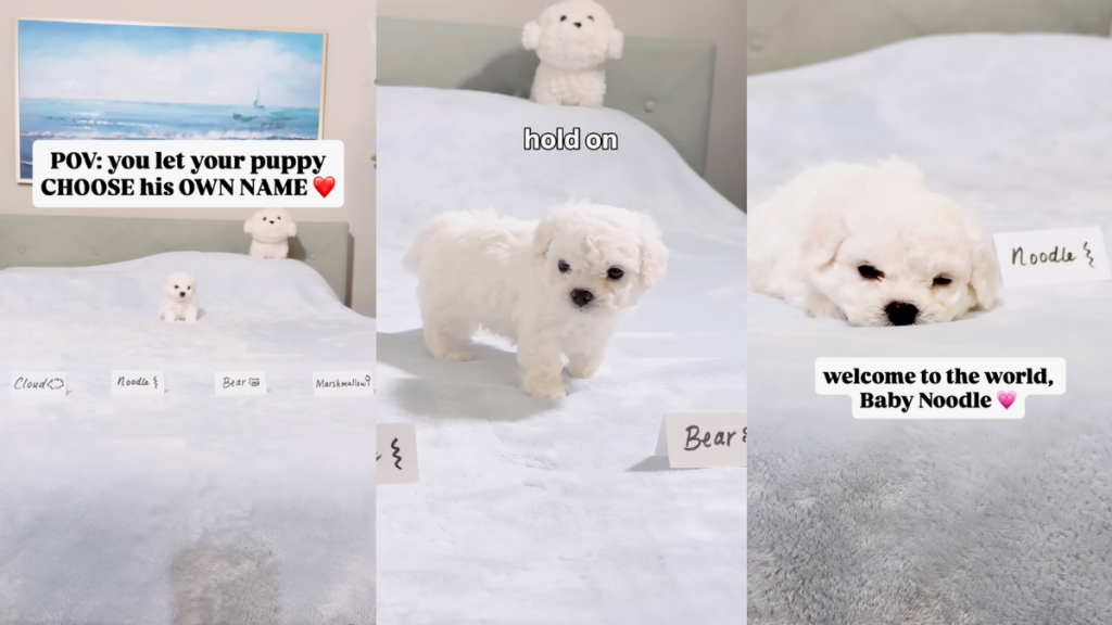 Bichon puppy chooses his own name