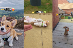 Corgi puppy doing tricks.