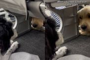 Owner records Bordoodle and Golden Retriever becoming friends on flight in video