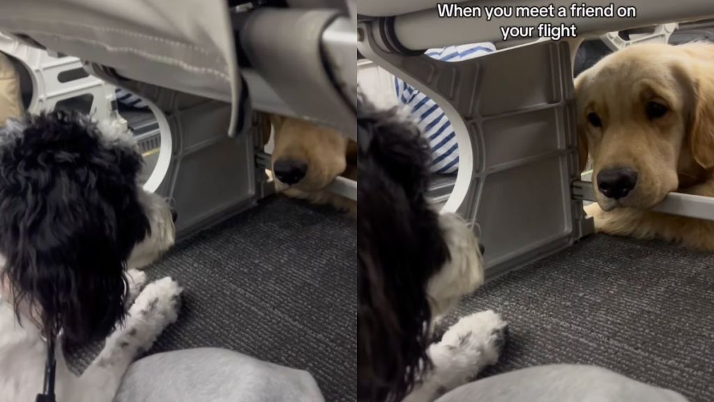 Owner records Bordoodle and Golden Retriever becoming friends on flight in video