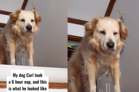 Golden Retriever's post-nap daze.