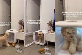 Cavapoo attempts to train owner to give her a treat using dryer box in video