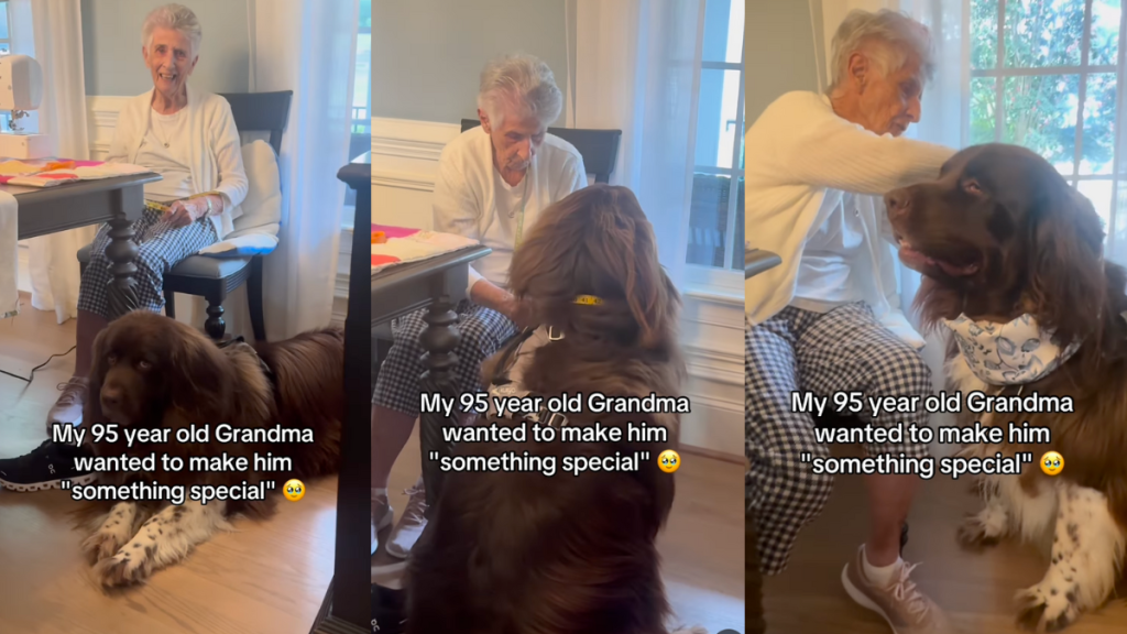 Grandma stitches Newfoundland a scarf.