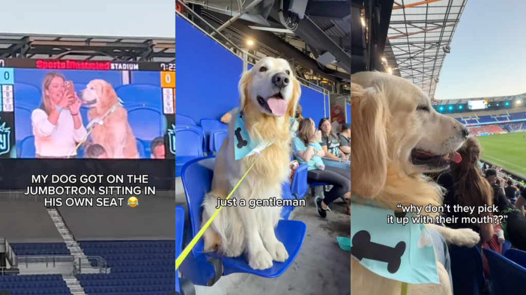 Dog at a soccer game.