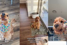Owner shares Cocker Spaniel's 'breakfast time ASMR' in video