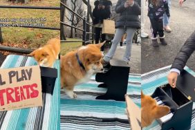 Corgi's piano playing skill wins hearts in cute video