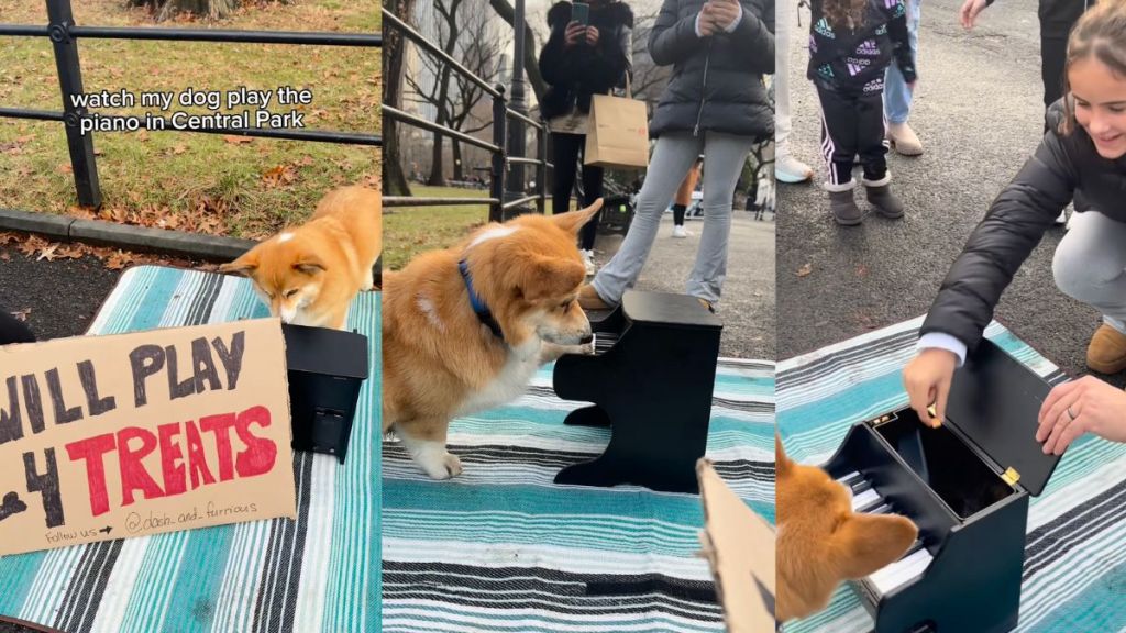 Corgi's piano playing skill wins hearts in cute video