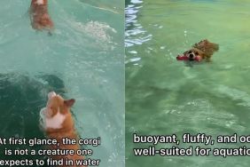 Owner shows what Corgi's swimming time looks like in funny video