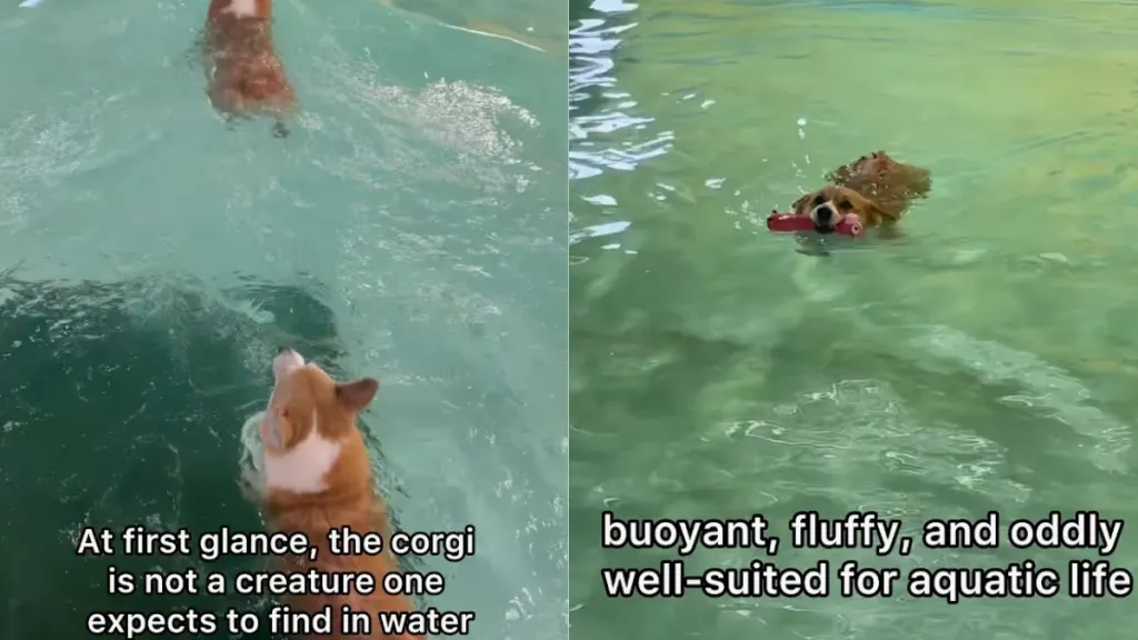 Owner shows what Corgi's swimming time looks like in funny video