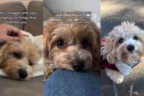 Video: Owner Shares 7 Signs ‘Your Dog Has Imprinted Themselves on You'