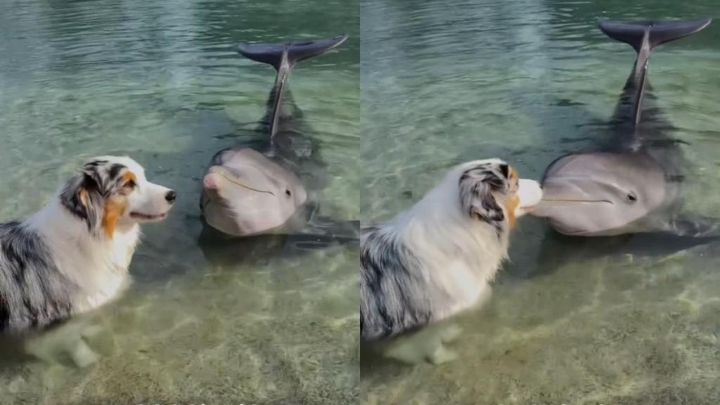 Video: Australian Shepherd Finds a Friend in Dolphin