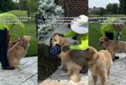 Video: Golden Retriever Offers ‘Emotional Support’ to Landscapers Working in Owner’s Yard