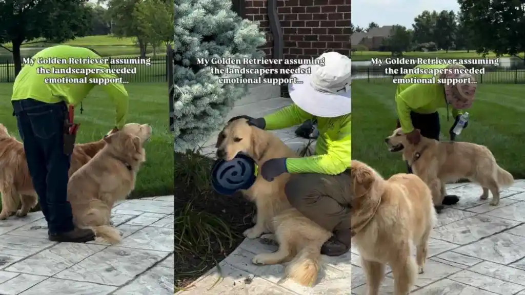 Video: Golden Retriever Offers ‘Emotional Support’ to Landscapers Working in Owner’s Yard