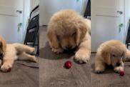 Owner Shares Cute Video of Golden Retriever Puppy Eating Strawberry for First Time