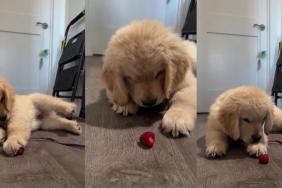 Owner Shares Cute Video of Golden Retriever Puppy Eating Strawberry for First Time