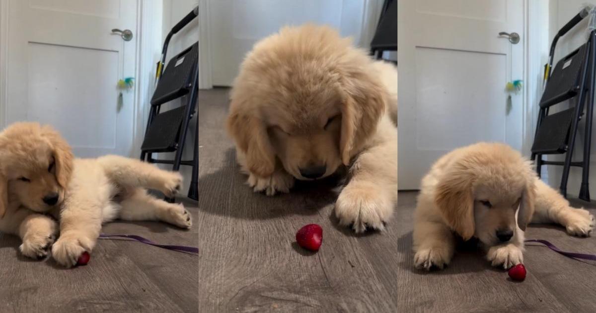 Owner Shares Cute Video of Golden Retriever Puppy Eating Strawberry for First Time