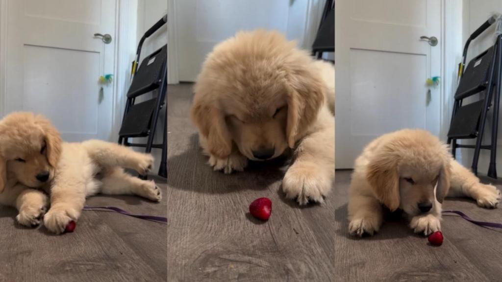 Owner Shares Cute Video of Golden Retriever Puppy Eating Strawberry for First Time