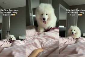 Video: Samoyed Turns Into Alarm Clock Every Morning To Wake Owner Up
