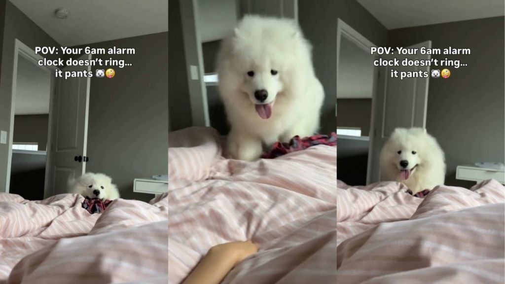 Video: Samoyed Turns Into Alarm Clock Every Morning To Wake Owner Up
