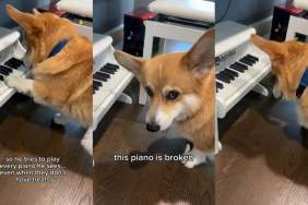 Video: Corgi Mistakes Regular Piano for One That Dispenses Treats