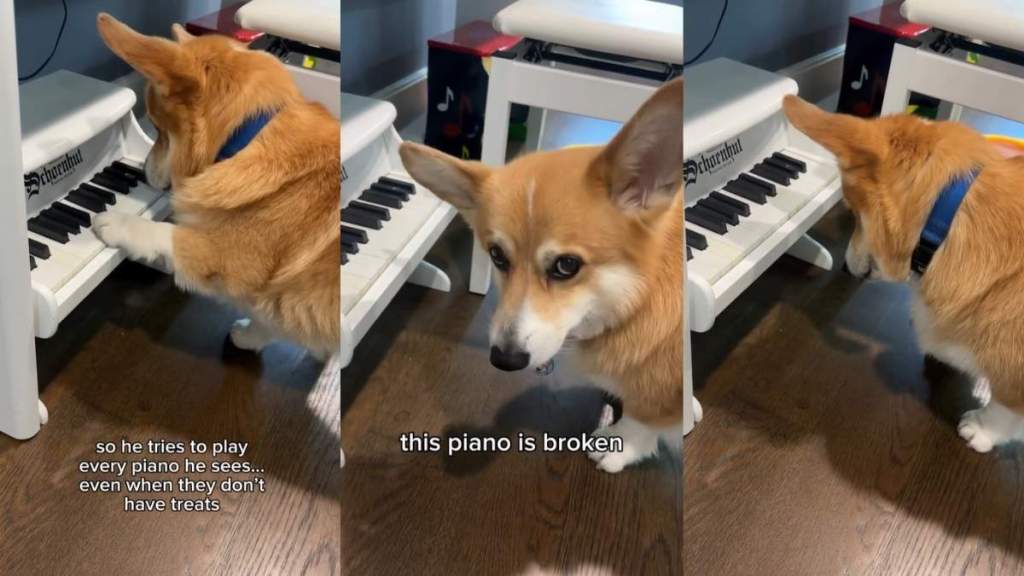 Video: Corgi Mistakes Regular Piano for One That Dispenses Treats