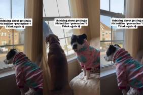 Owner’s Dog Hilariously Makes One Rethink About Getting Pit Bull for ‘Protection'