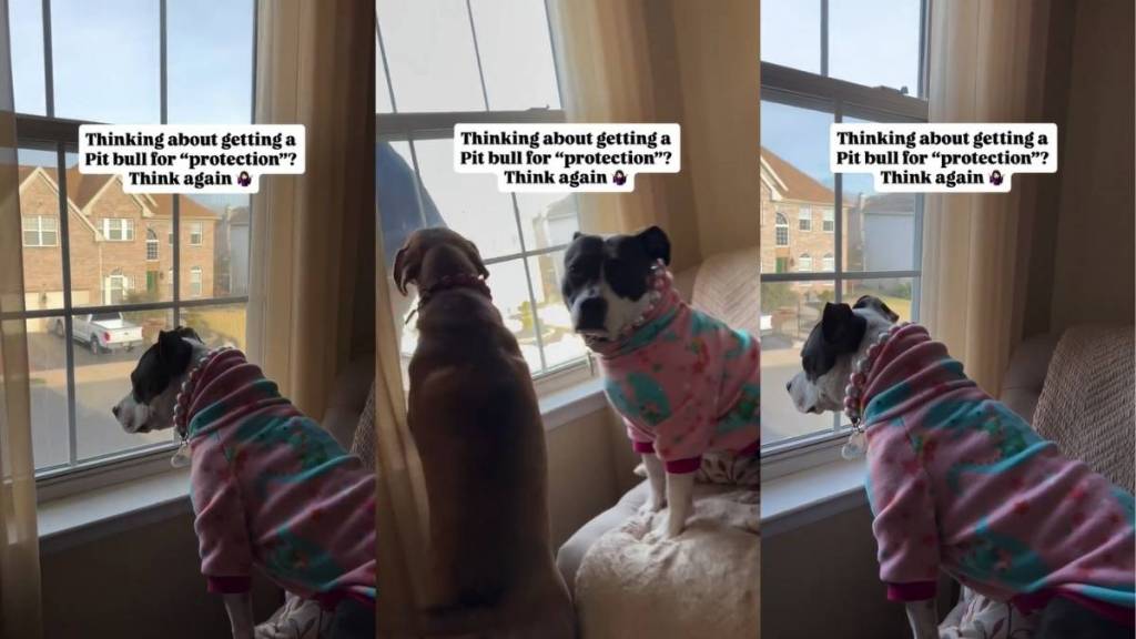 Owner’s Dog Hilariously Makes One Rethink About Getting Pit Bull for ‘Protection'