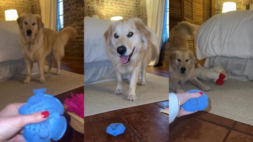 Video: Golden Retriever Suspicious of Whoopee Cushion Doesn’t Come Anywhere Near It