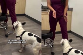 Video: Frenchie Takes It Upon Himself To Handle His Vet Appointment