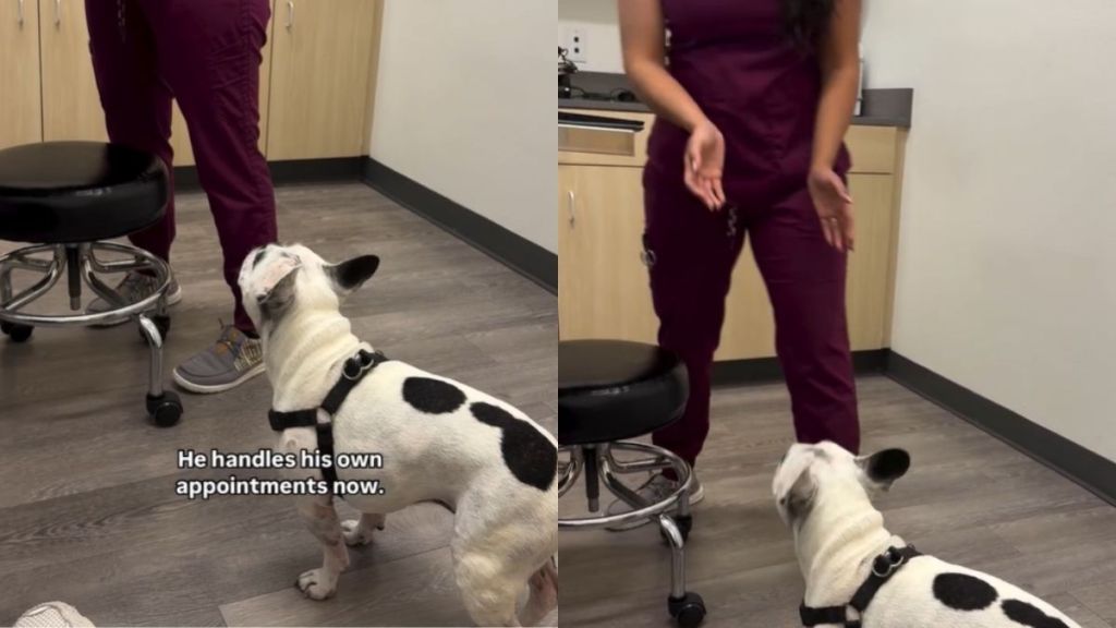 Video: Frenchie Takes It Upon Himself To Handle His Vet Appointment