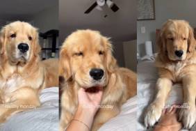 Video: Golden Retriever’s Version of ‘Mushy Monday’ Will Brighten Your Entire Week