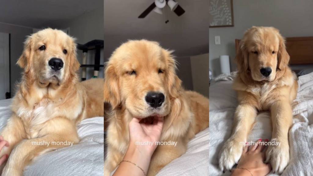 Video: Golden Retriever’s Version of ‘Mushy Monday’ Will Brighten Your Entire Week