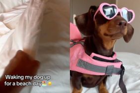 Dachshund pulls of an all-pink ensemble for 'beach day' in video