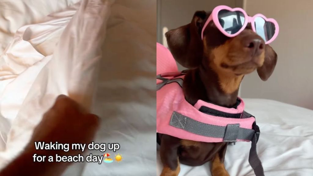 Dachshund pulls of an all-pink ensemble for 'beach day' in video