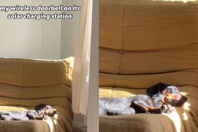 Owner records Dachshund soaking up some sunlight on a couch in video