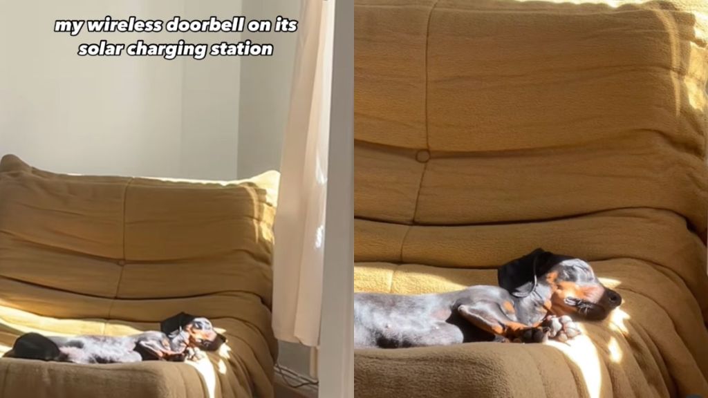 Owner records Dachshund soaking up some sunlight on a couch in video