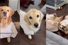 Dogs showing off their bathrobes.