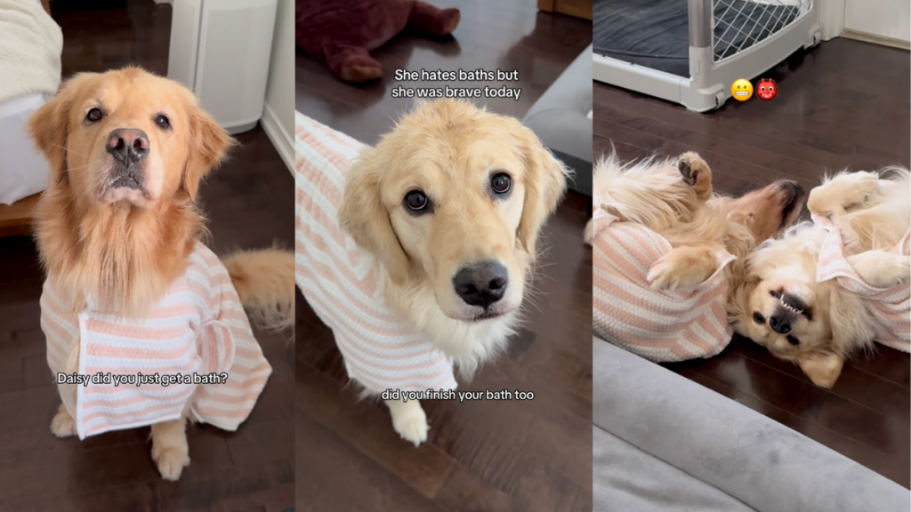 Dogs showing off their bathrobes.
